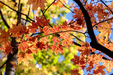 Branch with autumn leaves in the forest