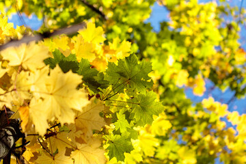 Branch with autumn leaves in the forest