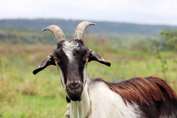 Goat portrait on nature background. Horned goat with black head looking to the camera standing on a green meadow