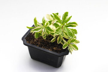 Beautiful Variegated houseplant on black pot isolated on white background