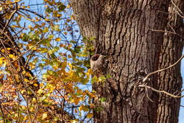 Bark tree in autumn forest