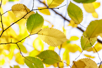 Branch with autumn leaves in the forest
