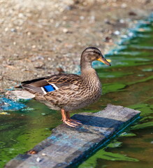 Ducks on the pond in the summer closeup