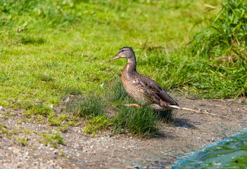 Ducks on the pond in the summer closeup