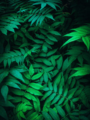 Fototapeta na wymiar Acid green leaves of fern bushes in the form of textures