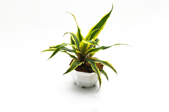 Beautiful dracaena plant on white pot isolated on white background. Variegated houseplant for home decor stock images.