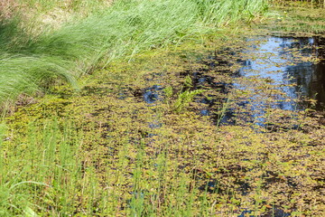 Swampy pond with vegetation on the surface and grass along the shore in summer