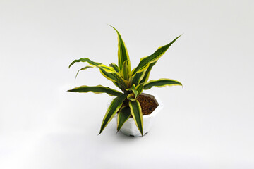 Beautiful dracaena plant on white pot isolated on white background. Variegated houseplant for home decor stock images.