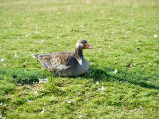 duck on the grass