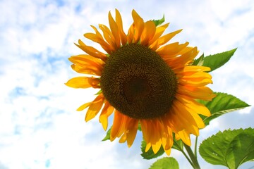 sunflower on blue sky background