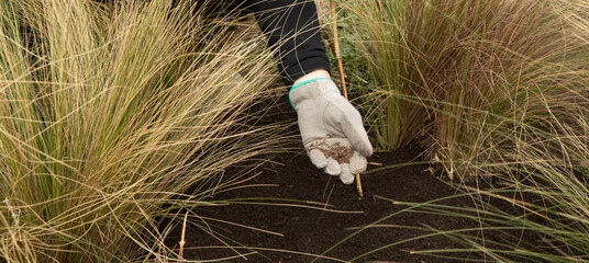Gardening. Woman wearing gloves, planting seeds in the fertile soil. - obrazy, fototapety, plakaty