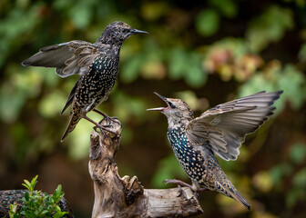 Starling