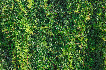 Wall covered with green and yellow leaves of wild grape . Natural background