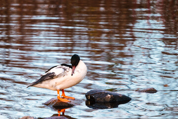 Common Merganser, Goosander, Mergus merganser sitting on a stone.