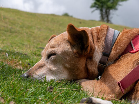 Closeup Of A Brown Dog With A Collar Lying On A Grassy Slope
