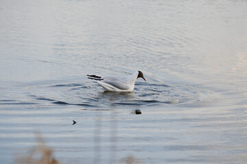Black headed gull