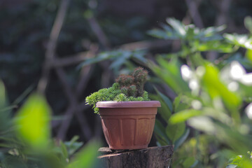 Beautiful mini cactus with little red thorns on red pot in the backyard. Mini cactus for home decor. Houseplant stock images.