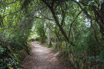 chemin de randonnée en sous-bois