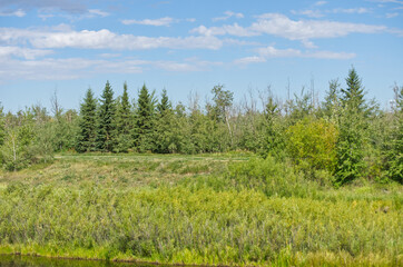 Pylypow Wetlands in Late Summer