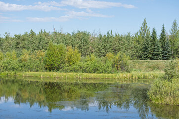Fototapeta na wymiar Pylypow Wetlands in Late Summer