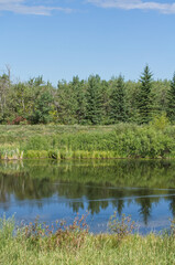 Fototapeta na wymiar Pylypow Wetlands in Late Summer