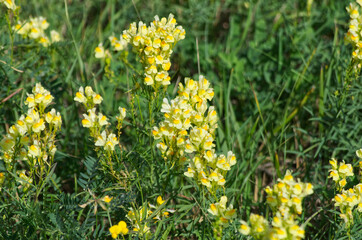 Yellow Flowers in the Grass