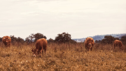 Kühe auf einem Feld