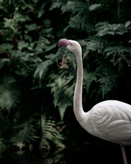 flamingo in the zoo