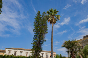 Palmy, drzewa, błękit nieba.