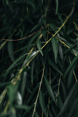 Bright green fresh plant growing in nature. Natural vertical background
