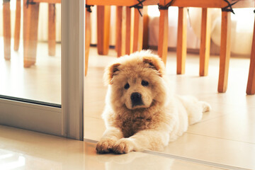 Puppy chow-chow dog at home. - obrazy, fototapety, plakaty