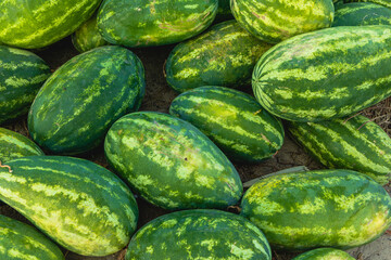 Long ripe green watermelons at the market in the Kherson region at the end of summer. Ukraine.