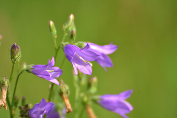 Fototapeta na wymiar Bells (Campanula) bloom in nature