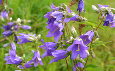 Bells (Campanula) bloom in nature