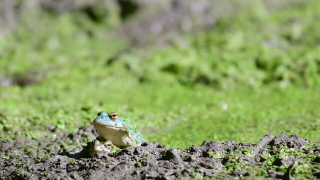 Two Green frog jump in the wild. Pelophylax ridibundus. Close up.