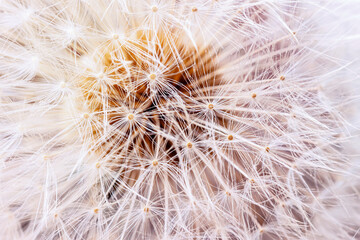 Airy and fluffy seed dandelion flower close-up. Selective soft focus. Floral background