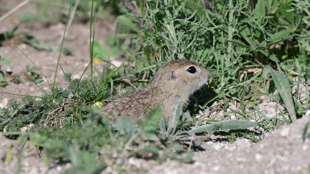 Ground squirrel. A gopher stands next to a hole Spermophilus pygmaeus. Close up.