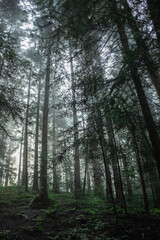 A gloomy forest, trunks of tall fir trees growing on a hill. bottom-up shot