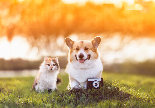 cute couple fluffy cat and dog corgi are sitting on a green meadow with an old camera