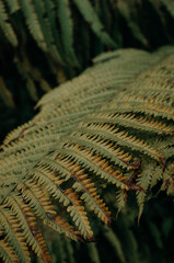 fern in the forest