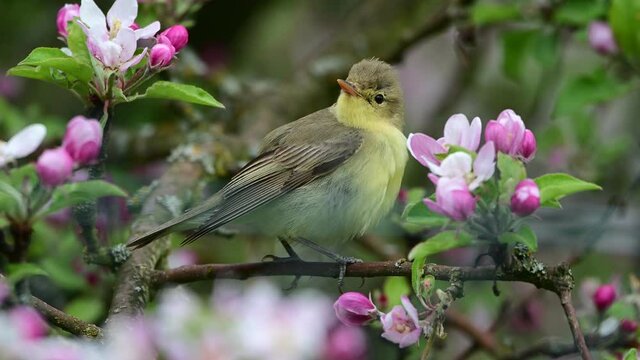 Singing bird. The icterine warbler (Hippolais icterina) is an Old World warbler in the tree warbler genus Hippolais.