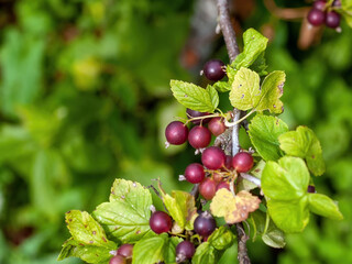 blackcurrant berries on a branch