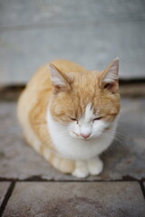 Ginger white fluffy cat sleep on a stone floor outdoors.