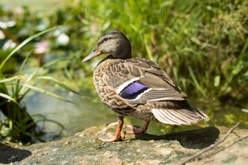 Duck in the summer on the swamp. A duck sits on the shore. The water bird basks in the sun.