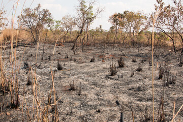 Charred Remains of a Wildfire in the 711 Block of Nororeste (Northwest) in Brasilia, Brazil