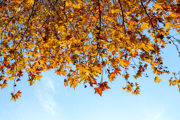 Beautiful colorful leaves in autumn