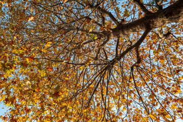 Beautiful colorful leaves in autumn