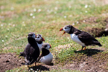 A group of puffins on Skomer Island off the Pembrokeshire coast