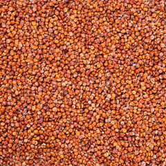 Organic red quinoa seeds - Chenopodium quinoa