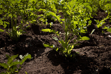 growing potatoes field on a farm